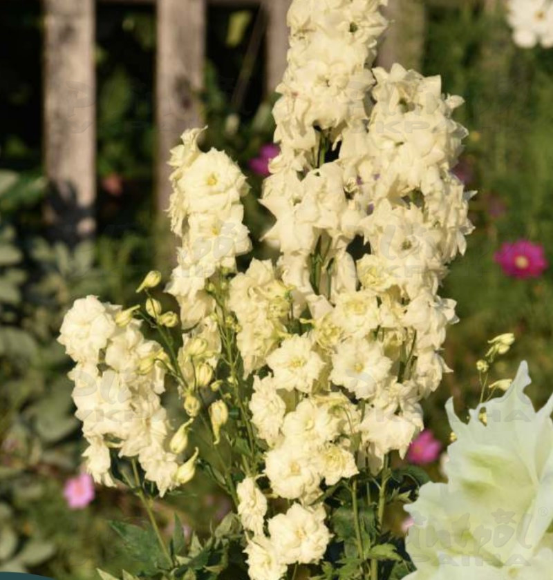 Дельфініум hybrida Sentinel Cream (Vitroflora)