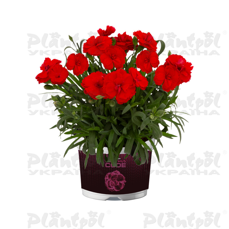 Гвоздика Code Bright Red (180 палета/Florensis)