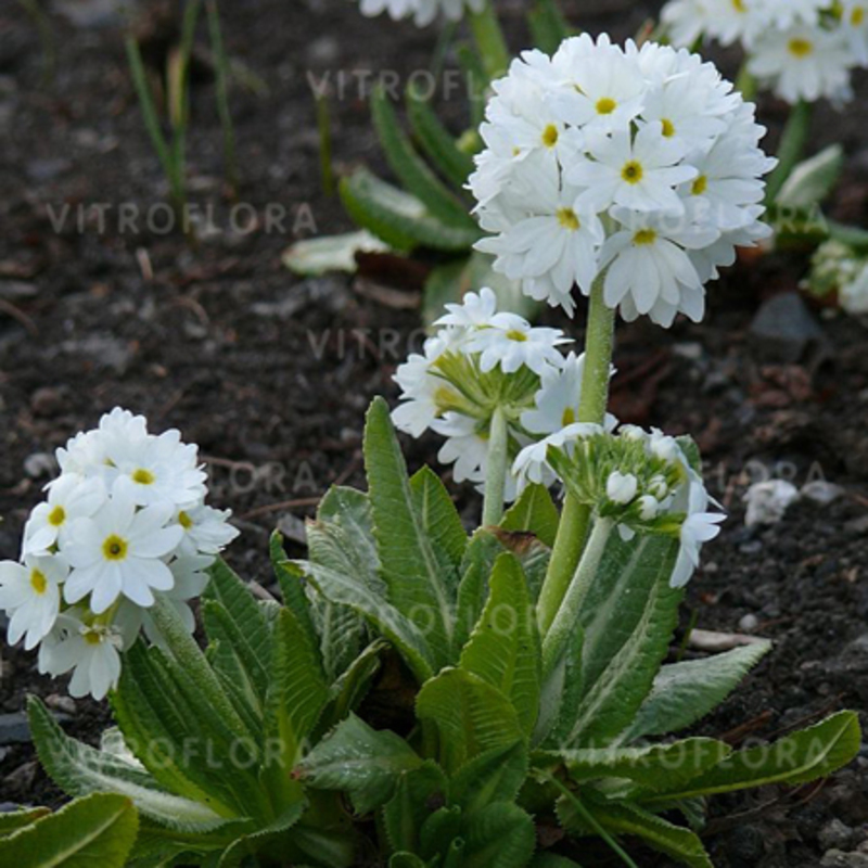 Примула Corolla Alba