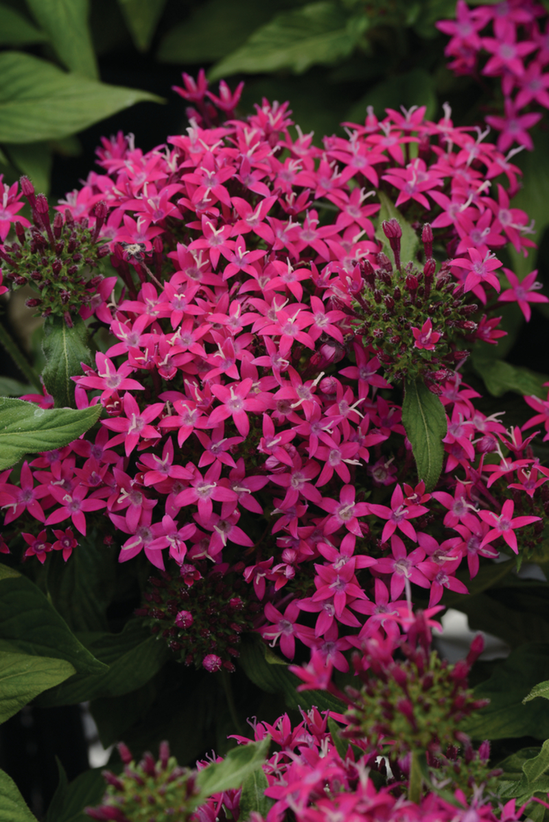 Пентас lanceolata Lucky Star Violet (180 палета/Florensis)