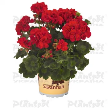 Фото 1