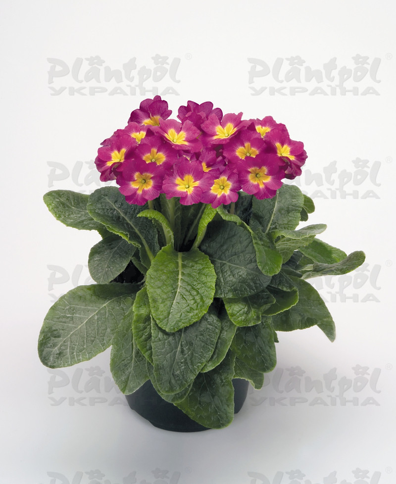 Примула elatior Crescendo F1 Bright Rose