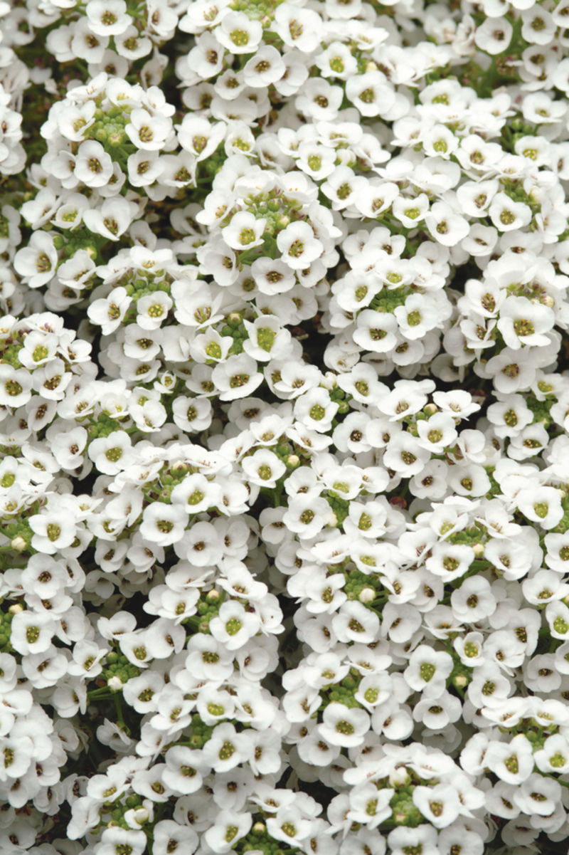 Лобулярія maritima Easter Bonnet White