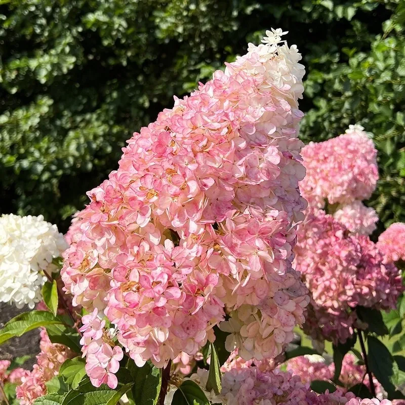 Фото 2