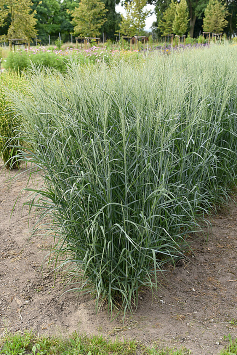Панікум virgatum Prairie Sky (Vitroflora)