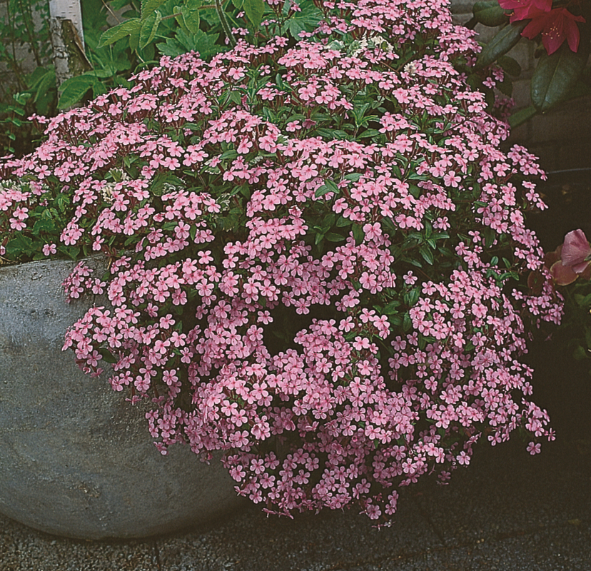 Сапонарія ocymoides Rose (Florensiі)
