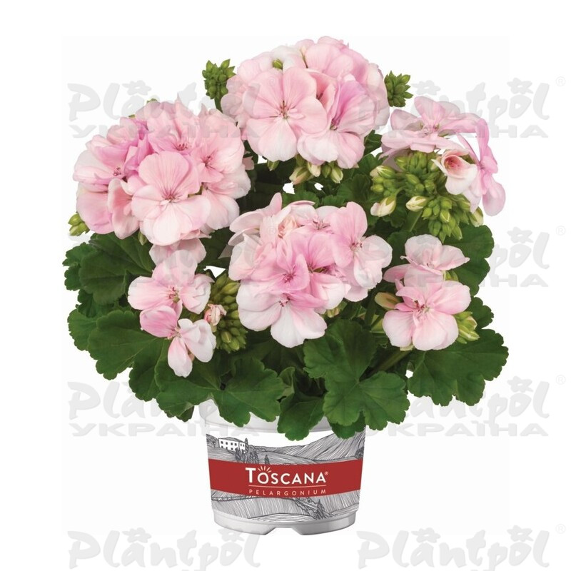 Пеларгонія зональна Smart Light Pink