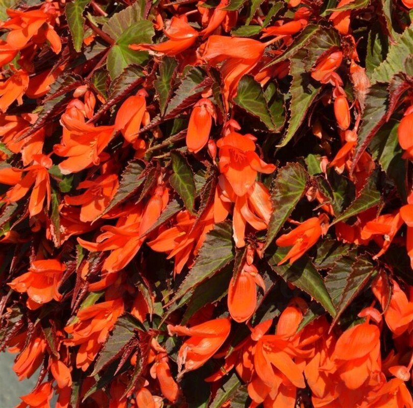Бегонія Summerwings Ebony & Orange