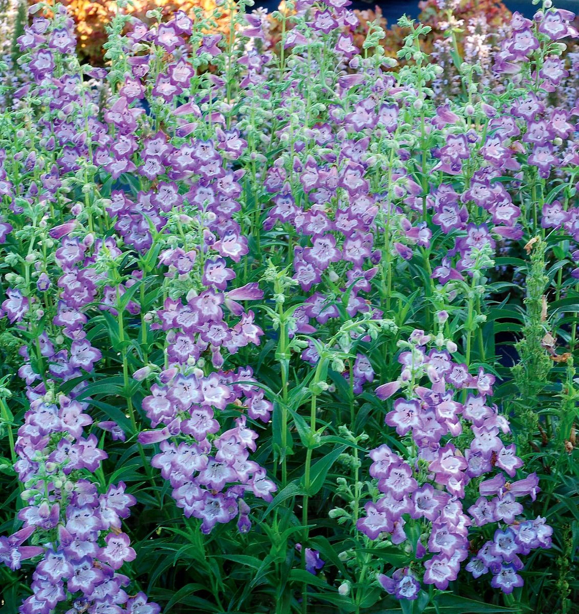 Пенстемон Cha Cha Lavender (Plantpol)