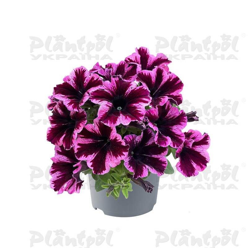 Петунія Go-Tunia Cosmic Pink