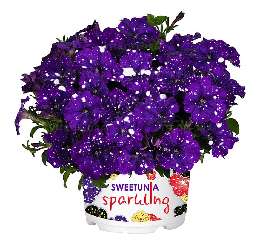 Петунія Sweetunia Sparkling Blue (Vitroflora)
