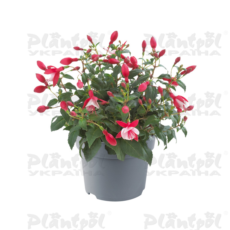 Фуксія Diva Red & White