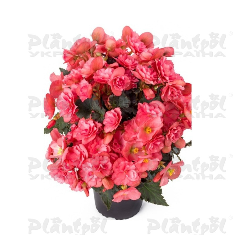 Бегонія Elatior Chloe Coral Pink