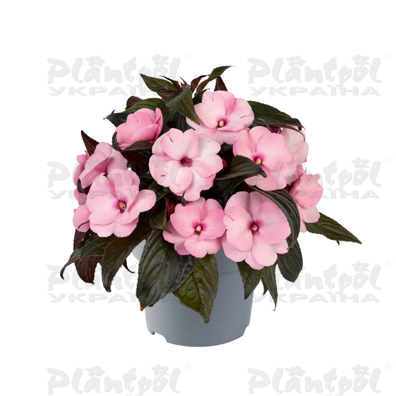 Імпатієнс New Guinea Clockwork DL Pink