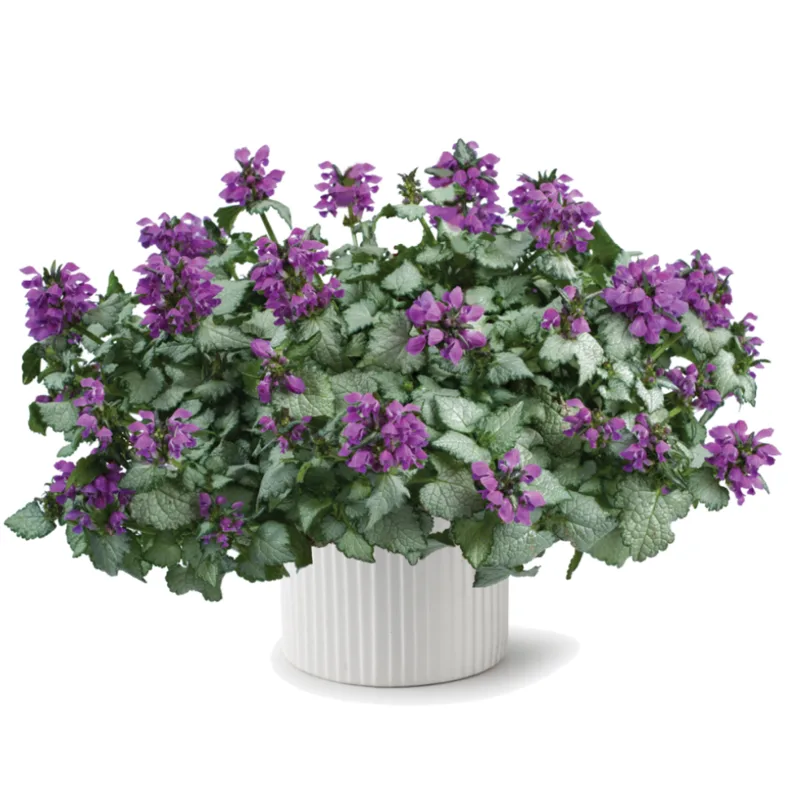 Ламіум Maculatum Lami Dark Purple (Plantpol)