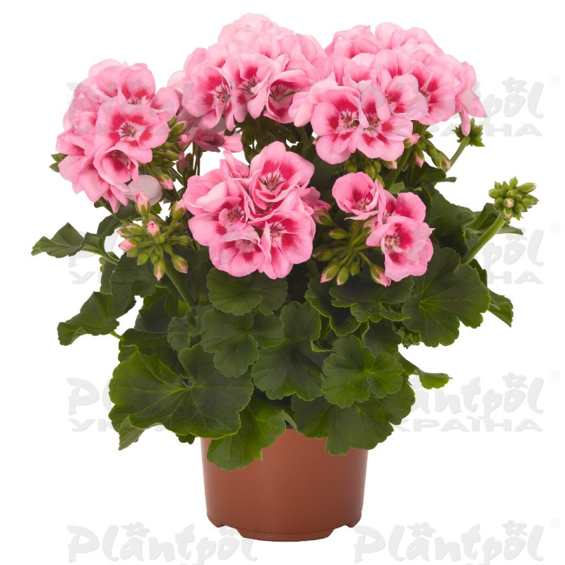 Пеларгонія зональна Savannah Pink Mega Splash