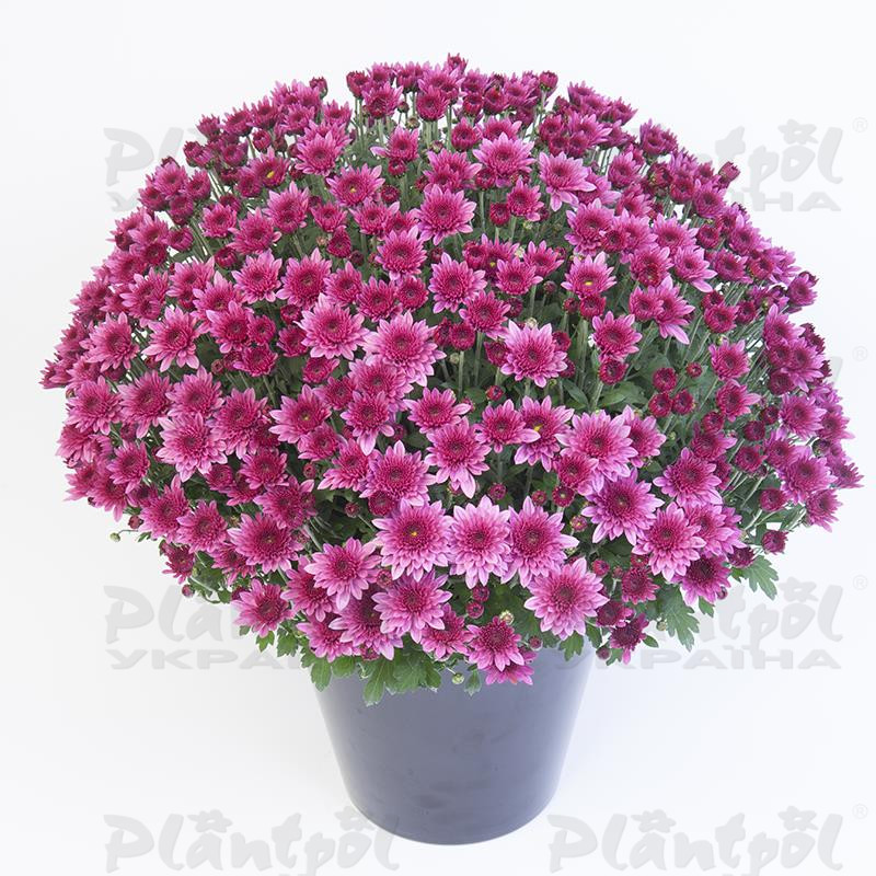 Хризантема дрібноквіткова горшкова Blanchett Pink
