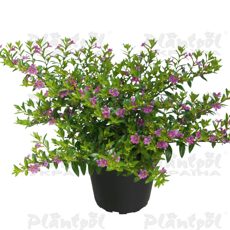 Куфея Cuppy Violet