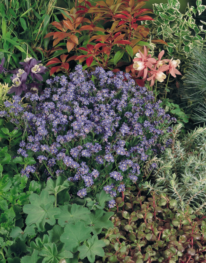 Незабудка Myosotis sylvatica Sylva Blue