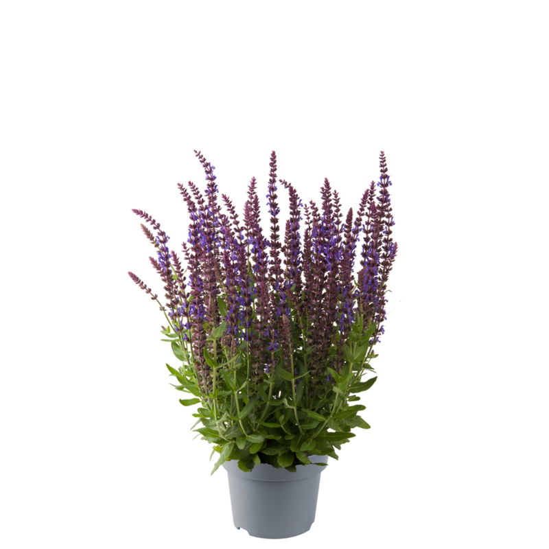 Шавлія nemorosa Sensation® Compact Violet (128 палета/Florensis)