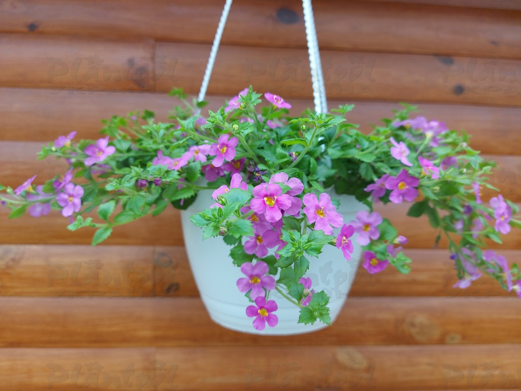 Бакопа Everest Pink