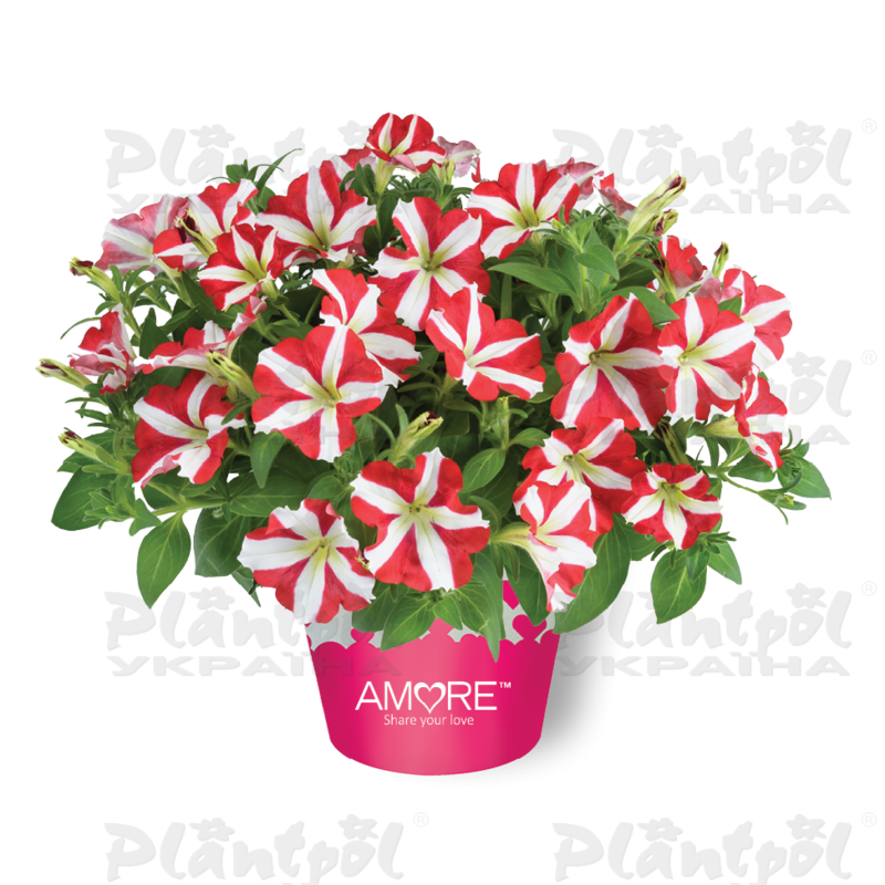 Петунія Amore King of Hearts