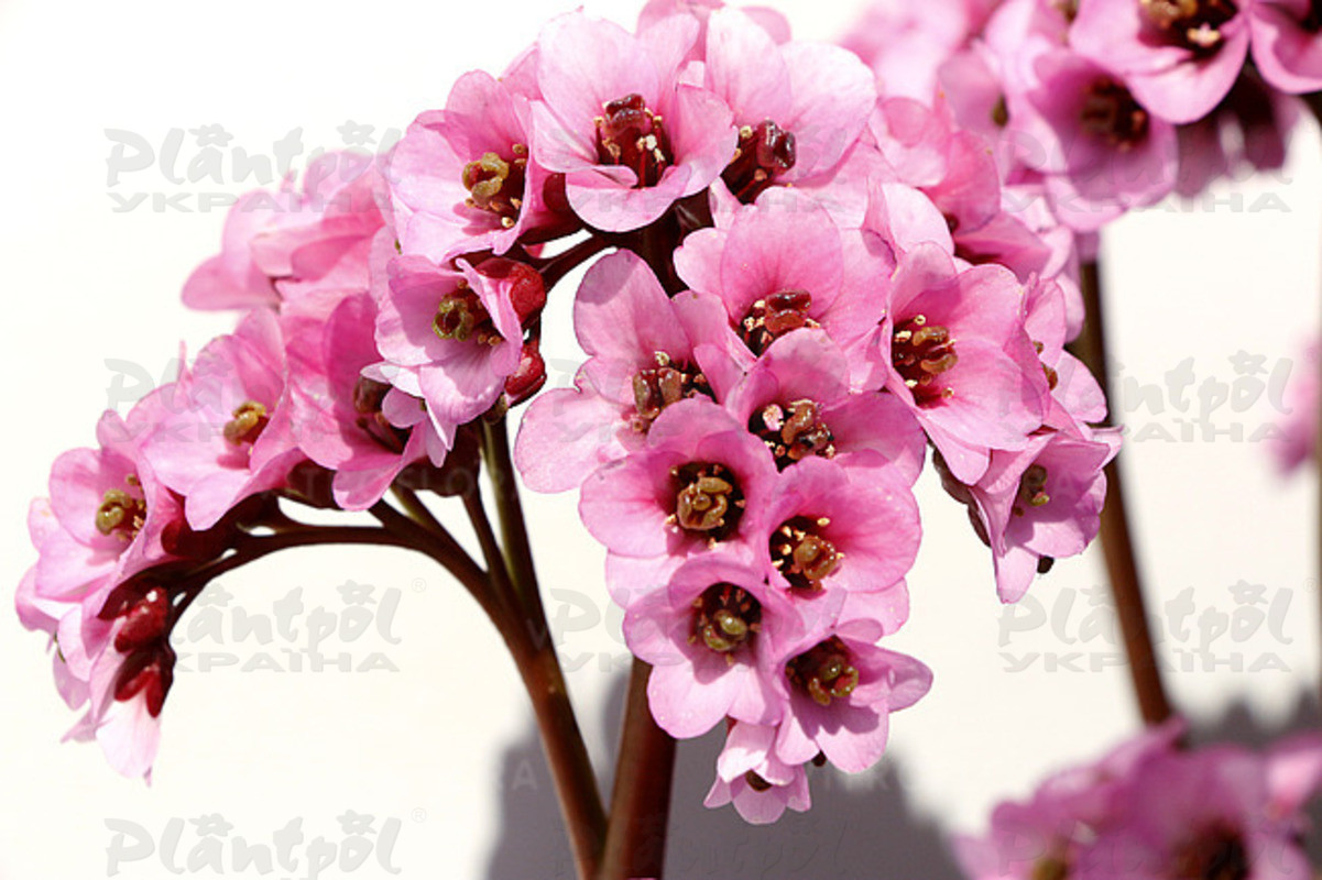 Бергенія Vintage Blush (Vitroflora)