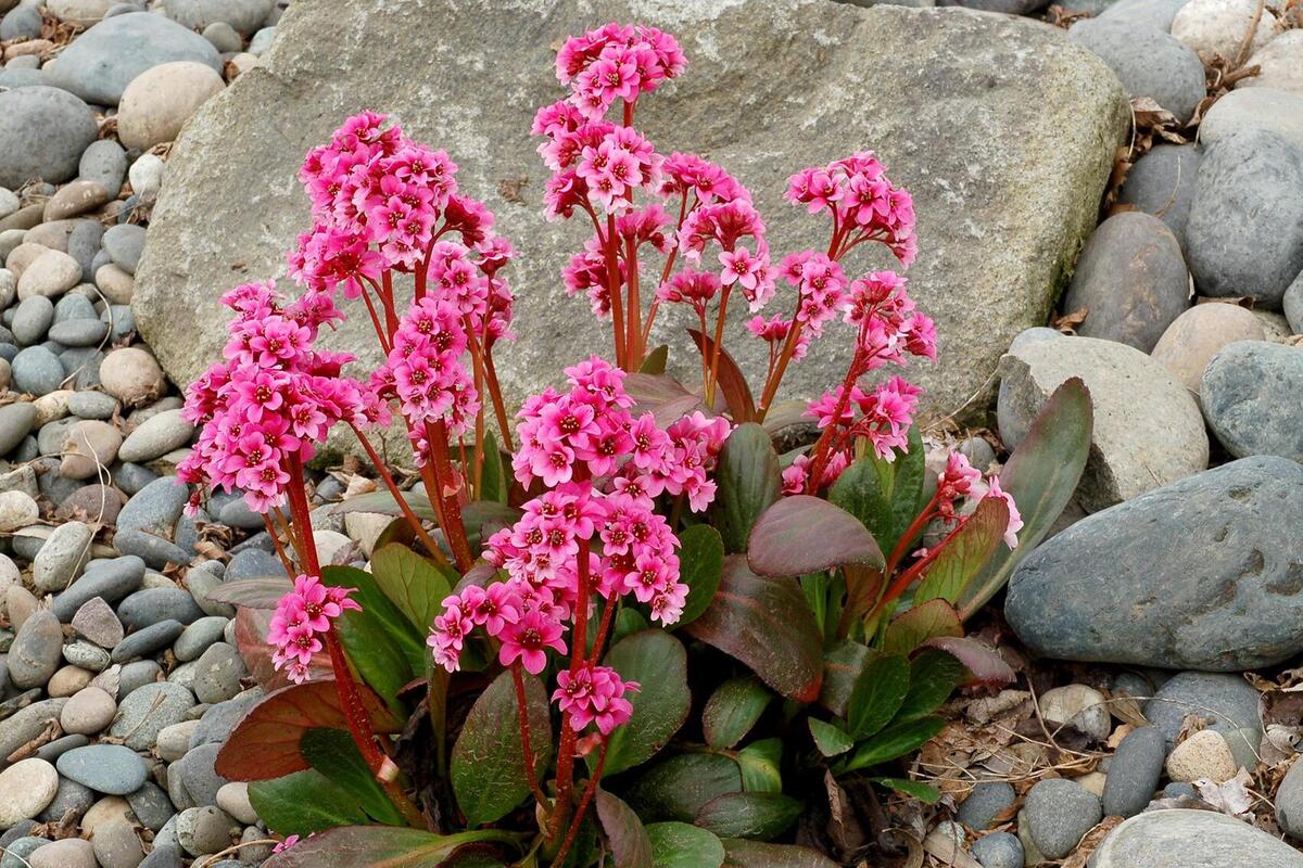 Бергенія Dragonfly Sakura (Vitroflora)