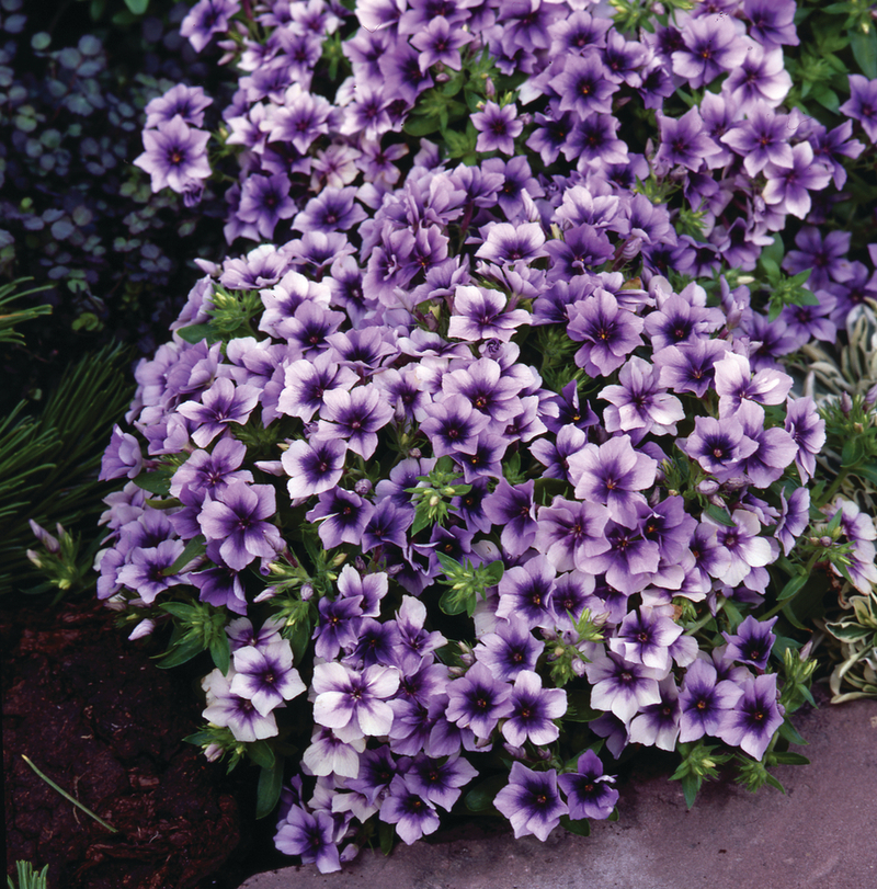 Флокс drummondii Dolly Light Blue (288 палета/Florensis)