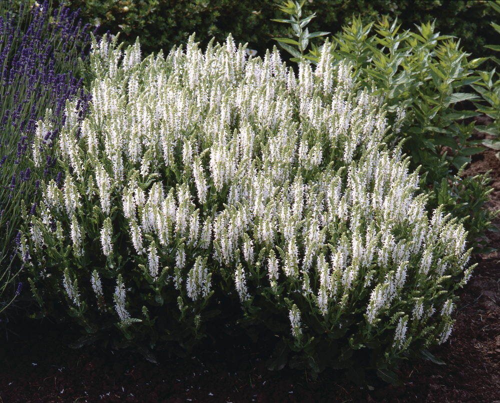 Шавлія nemorosa Schneehügel (Florensis)
