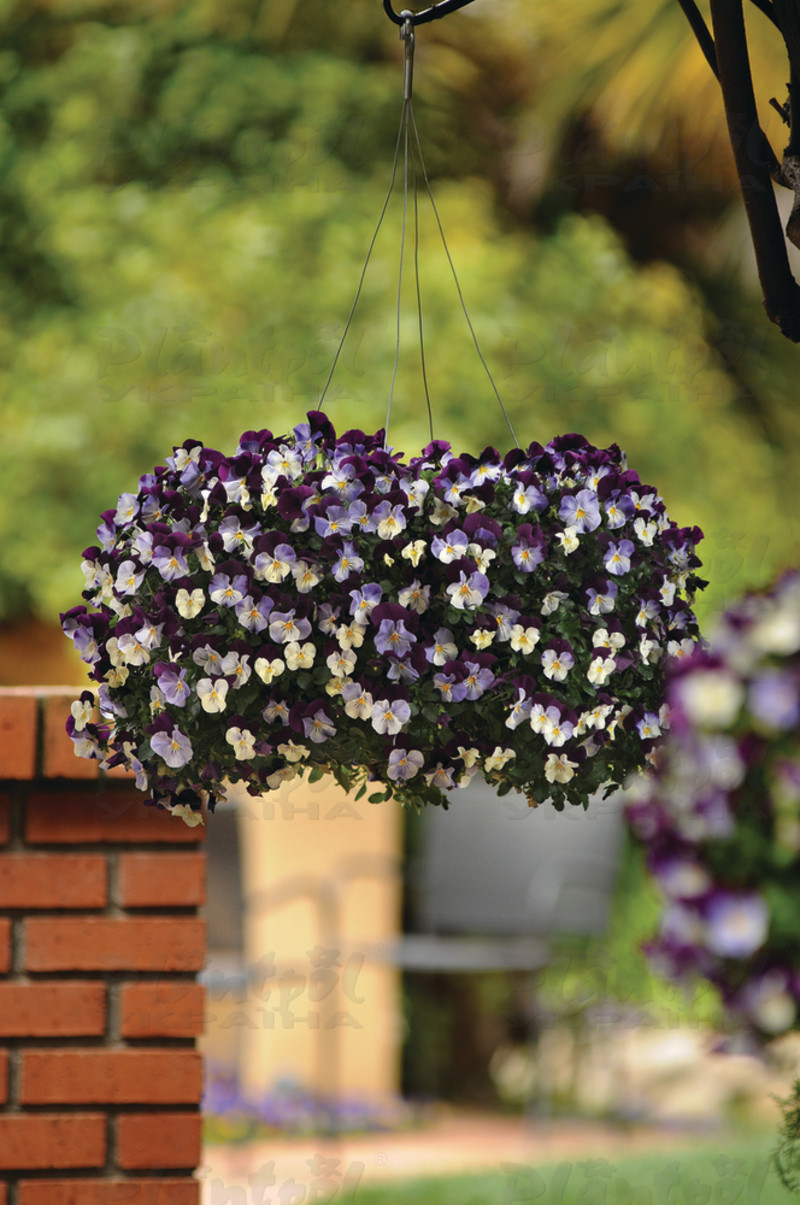 Віола wittrockiana Cool Wave® F1 Violet Wing (180 палета/Florensis)