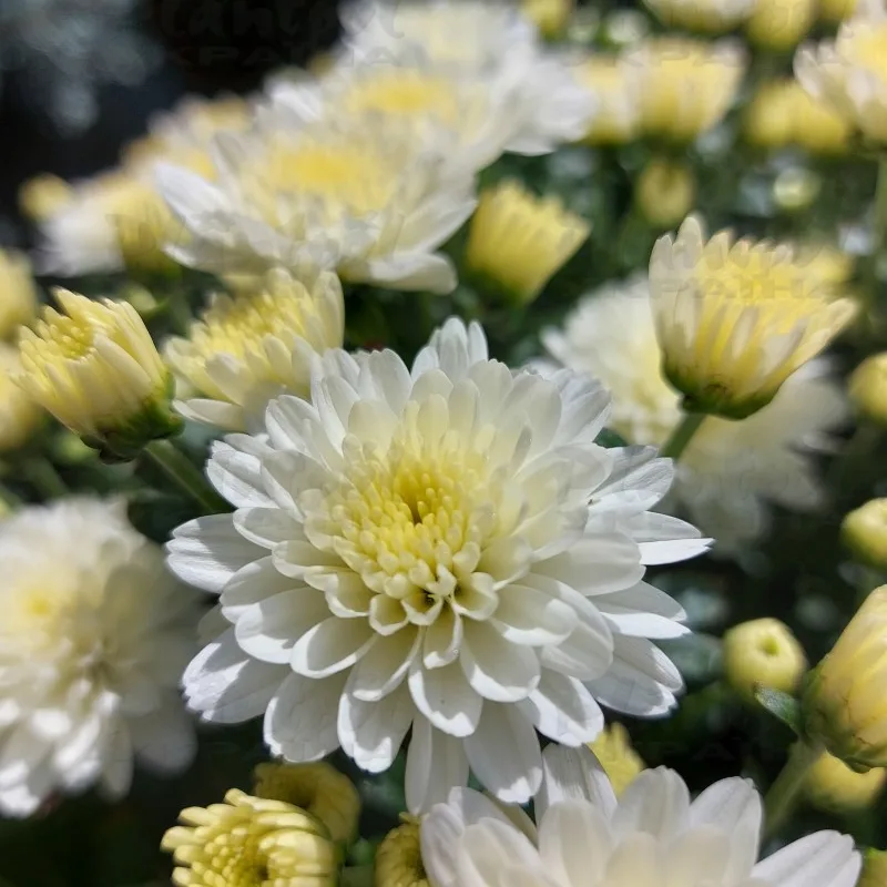 Фото 6