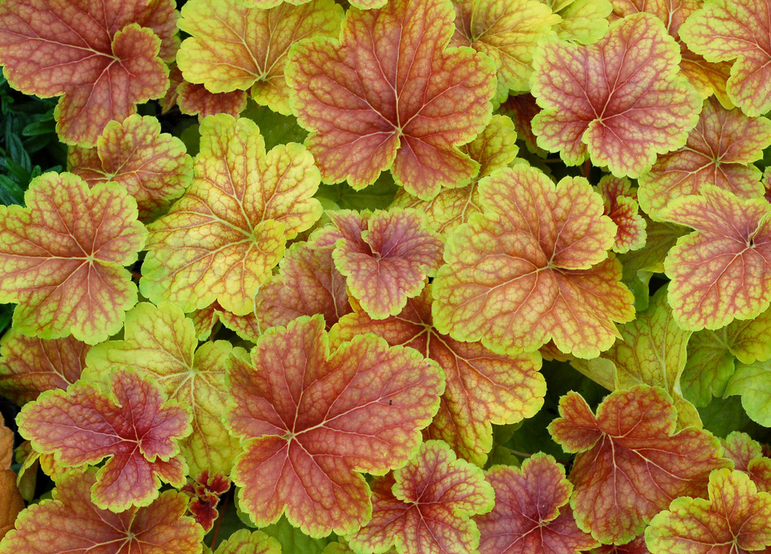 Гейхера Delta Dawn (Vitroflora)