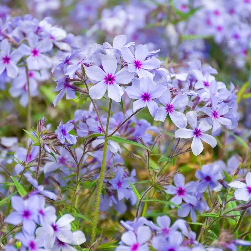 Флокс subulata Chattahoochee (Vitroflora)