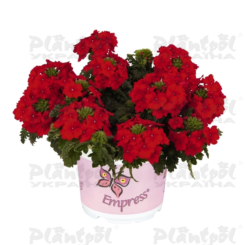 Вербена Empress Flair Red