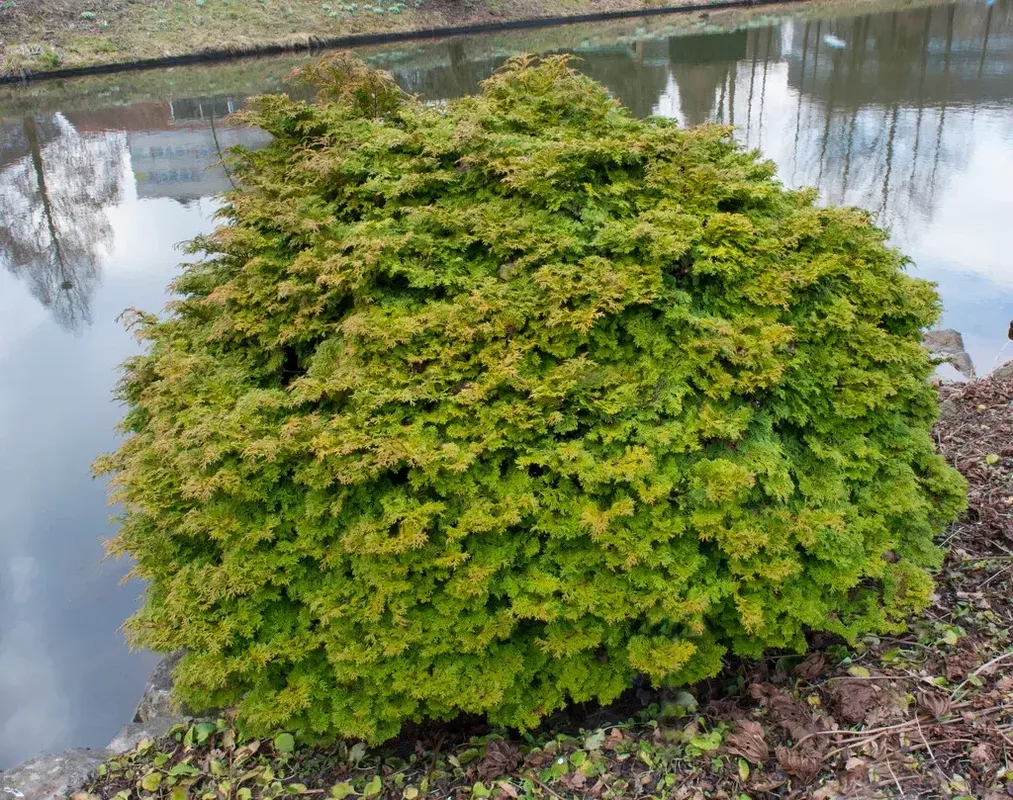 Кипарисовик Pygmaea