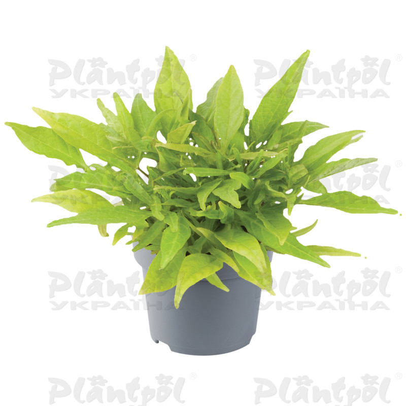 Іпомея Solar Power Green