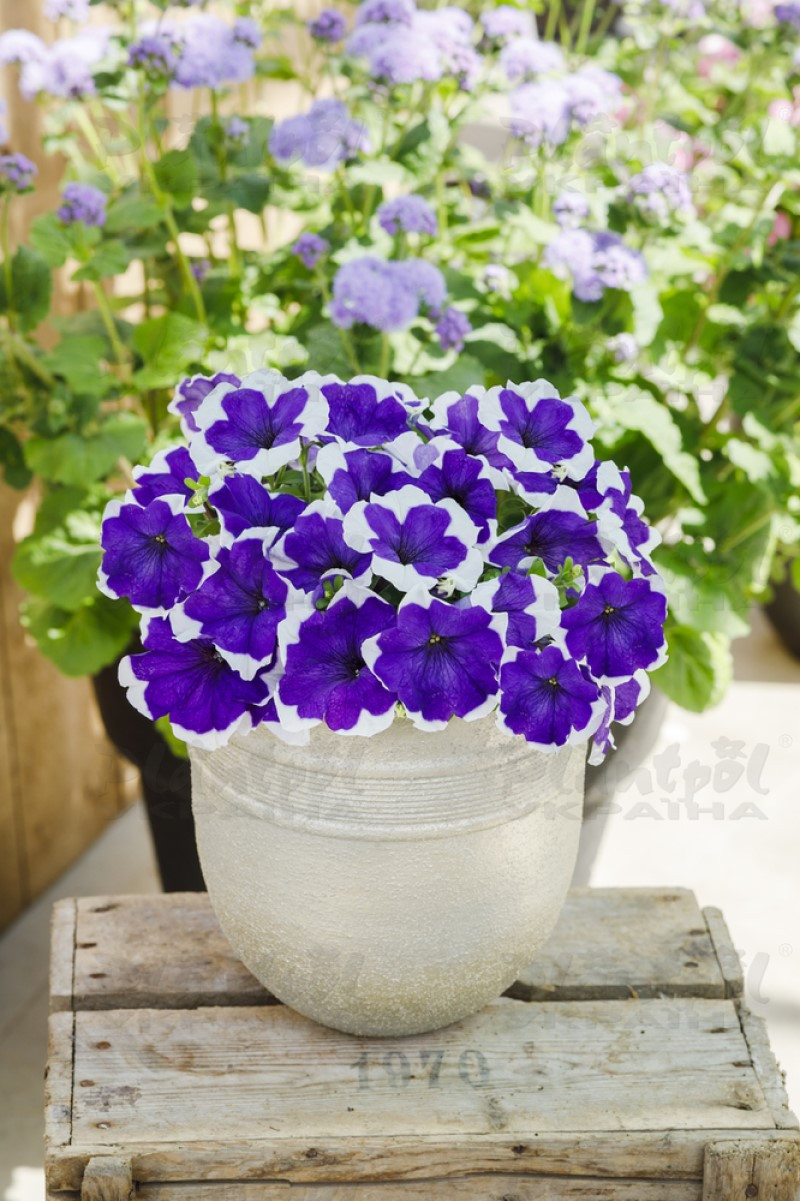 Петунія grandiflora Pacta Parade Blue Picotee (288 палета/Florensis)