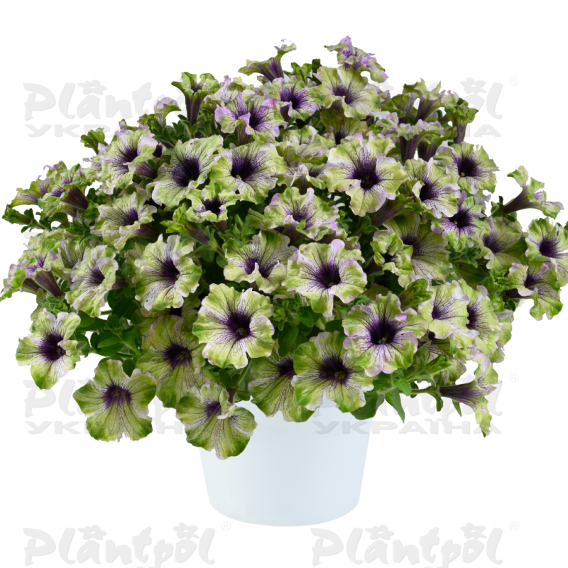 Петунія Go-Tunia Amazonas Plum Cockatoo