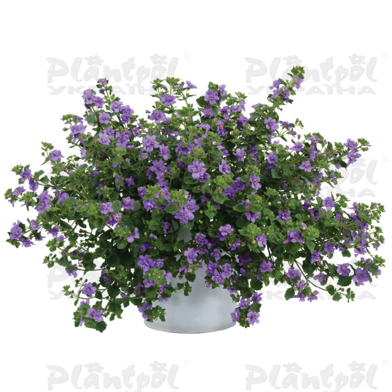 Бакопа Scopia Double Indigo