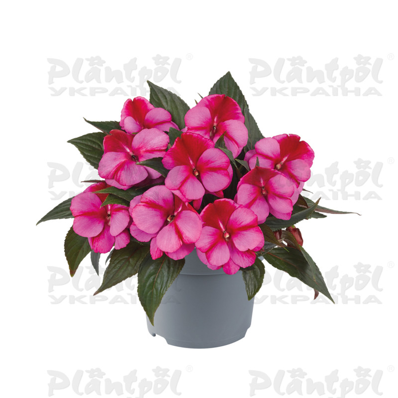 Імпатієнс New Guinea Clockwork DL Pink Star