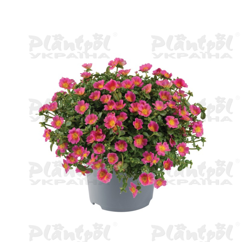Портулак Pazzaz Nano Candy Pink (180 палета/Florensis)