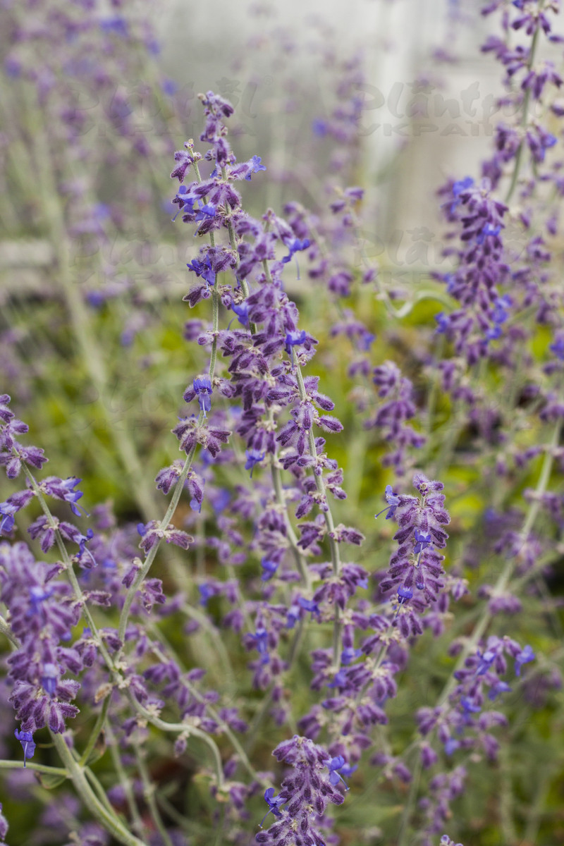 Перовськія Little Spire® (Vitroflora)