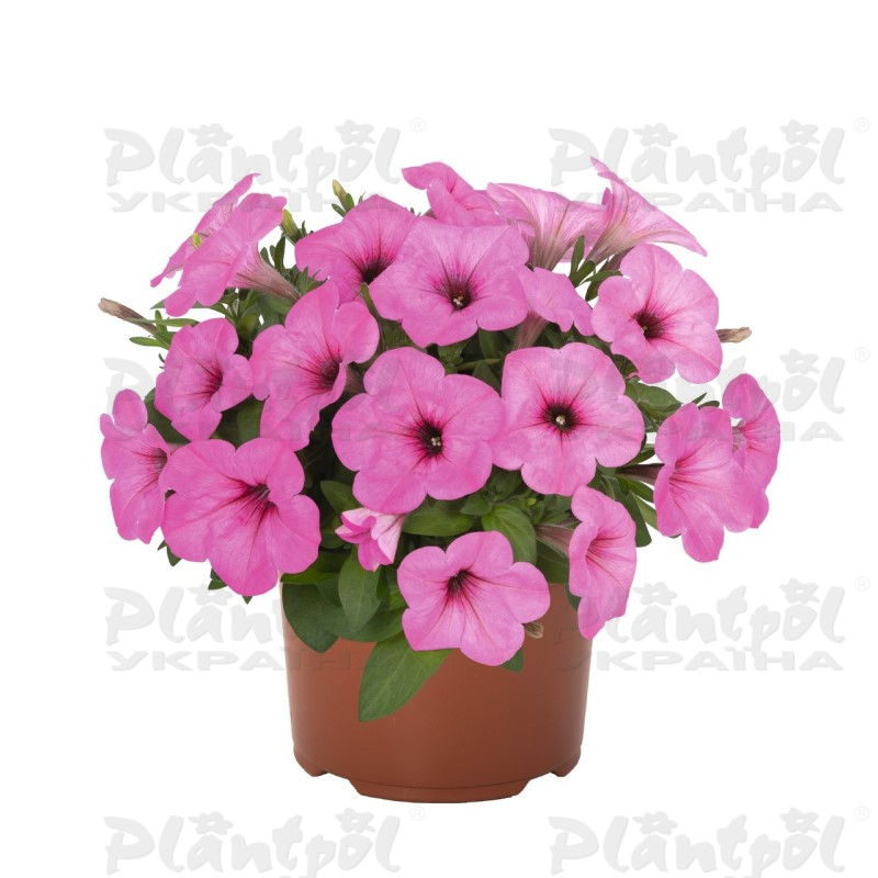 Петунія Potunia Pinkalicious