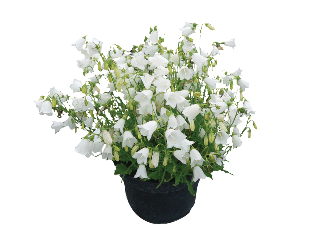 Кампанула cochleariifolia Jingle White (288 палета/Florensis)