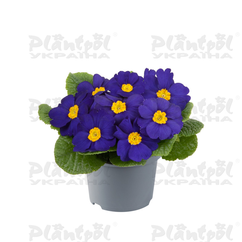 Примула vulgaris Salome® F1 Blue Impr.