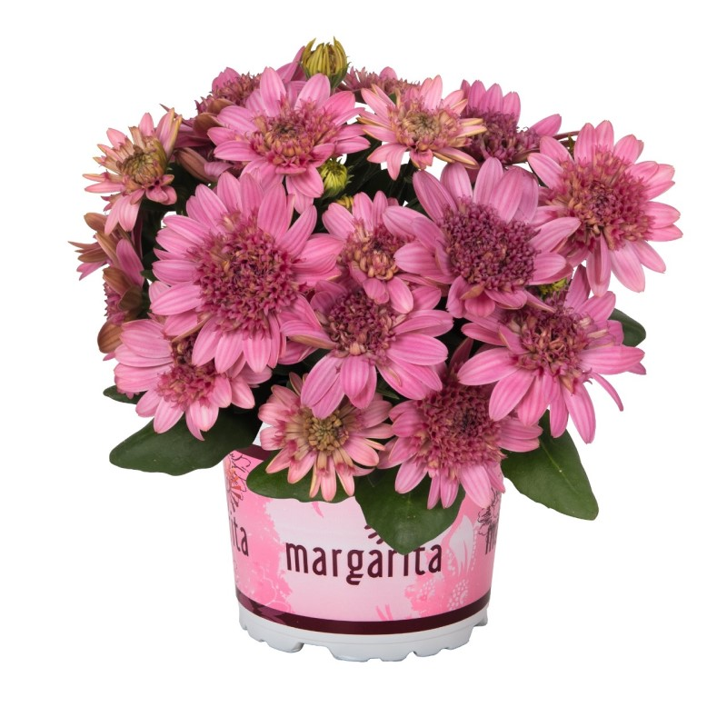 Oстеоспермум Margarita Double Pink (Vitroflora)