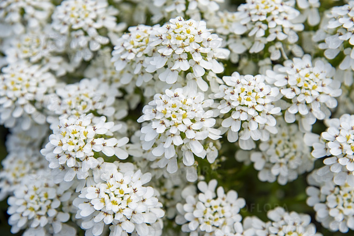 Іберіс Alexander`s White (Vitroflora)