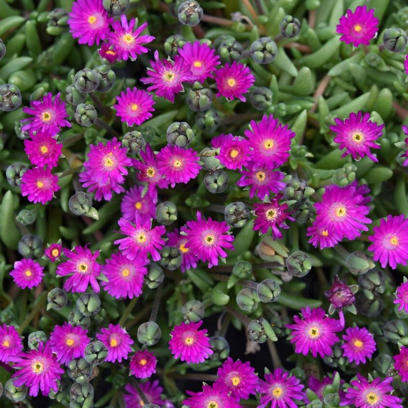 Делосперма Jewel of Desert Opal (Vitroflora)