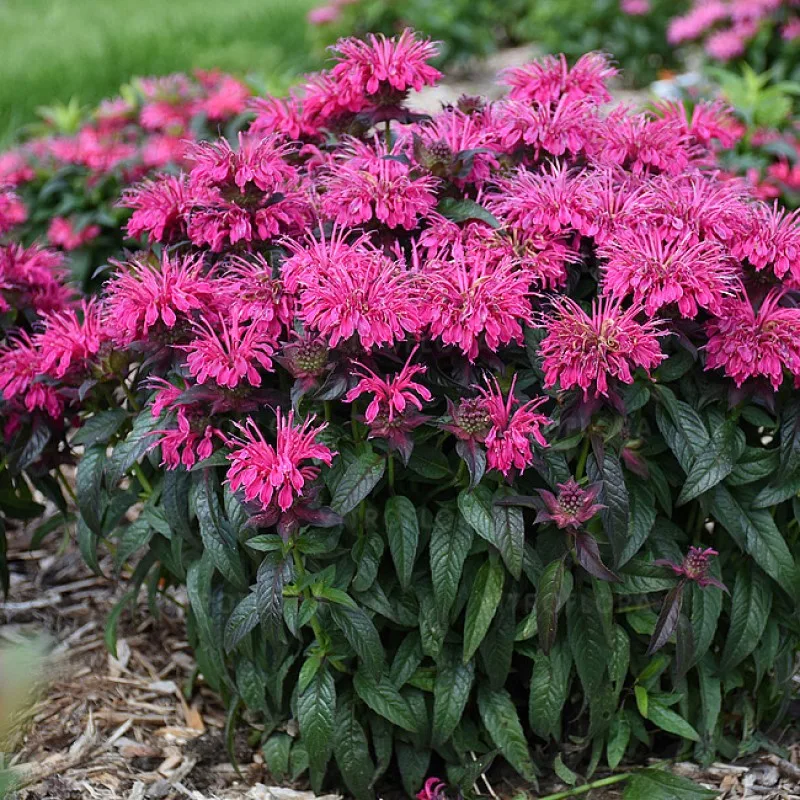 Фото 2
